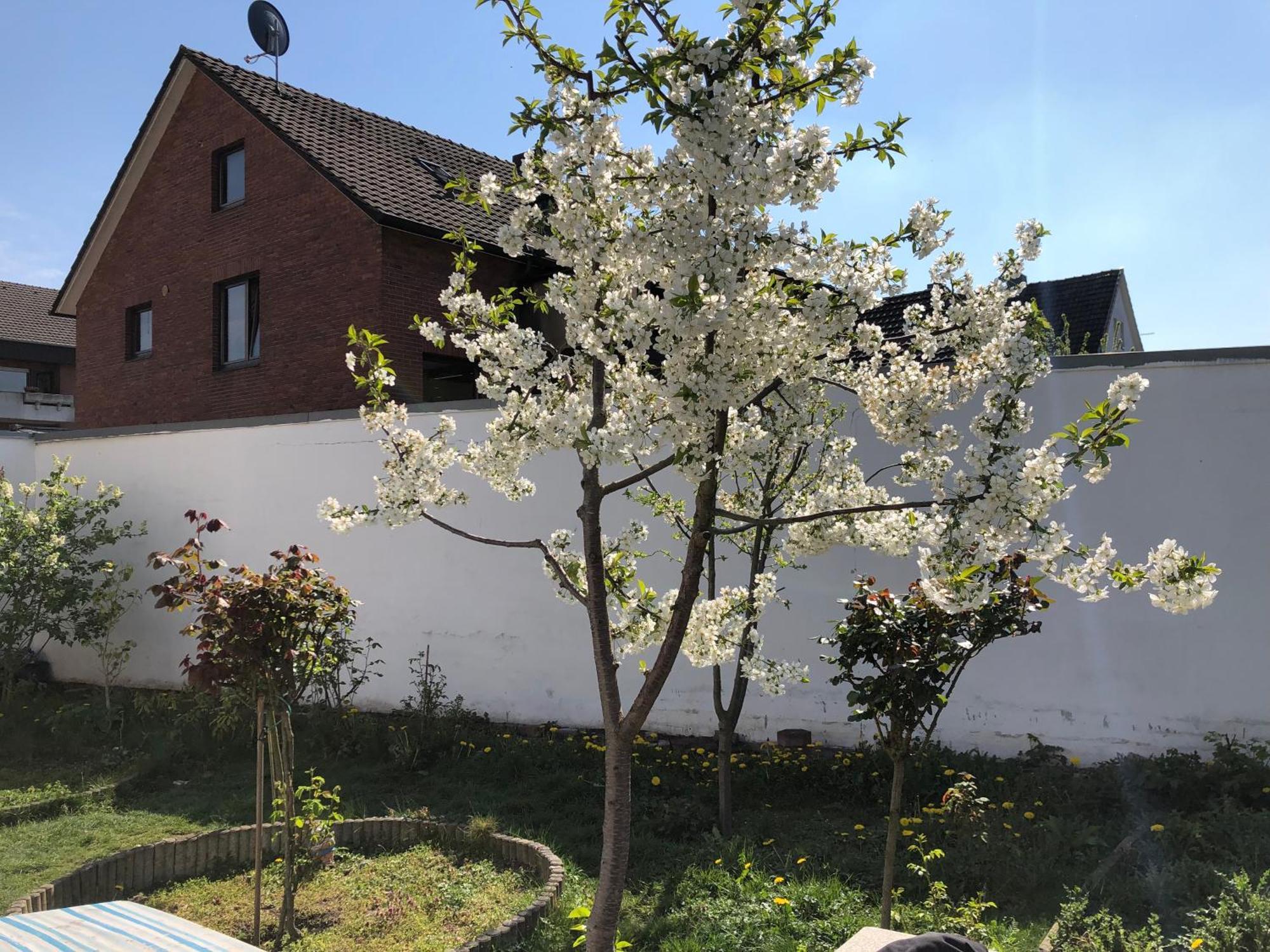 Kleve-Kellen Appartement Kleef Buitenkant foto